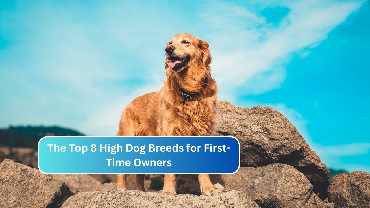 The Top 8 High Dog Breeds for First-Time Owners