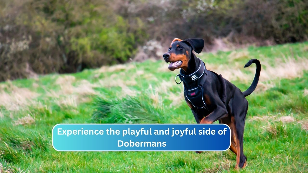 Experience the playful and joyful side of Dobermans