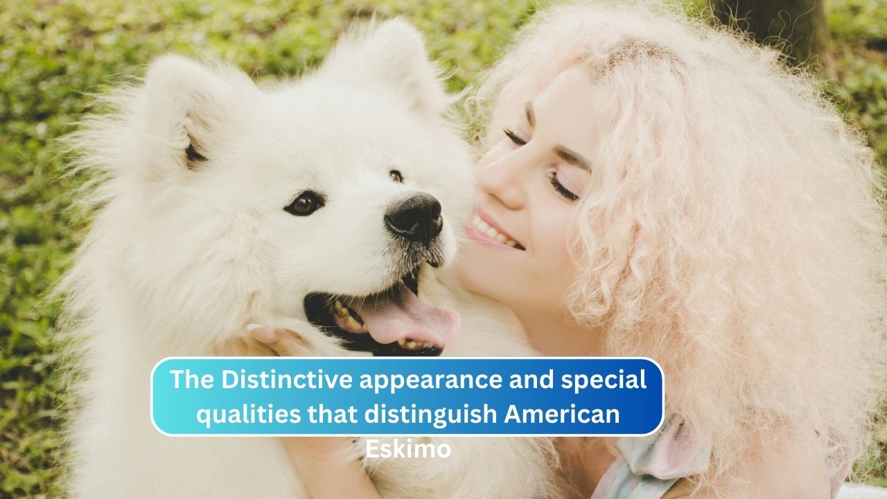 The Distinctive appearance and special qualities that distinguish American Eskimo