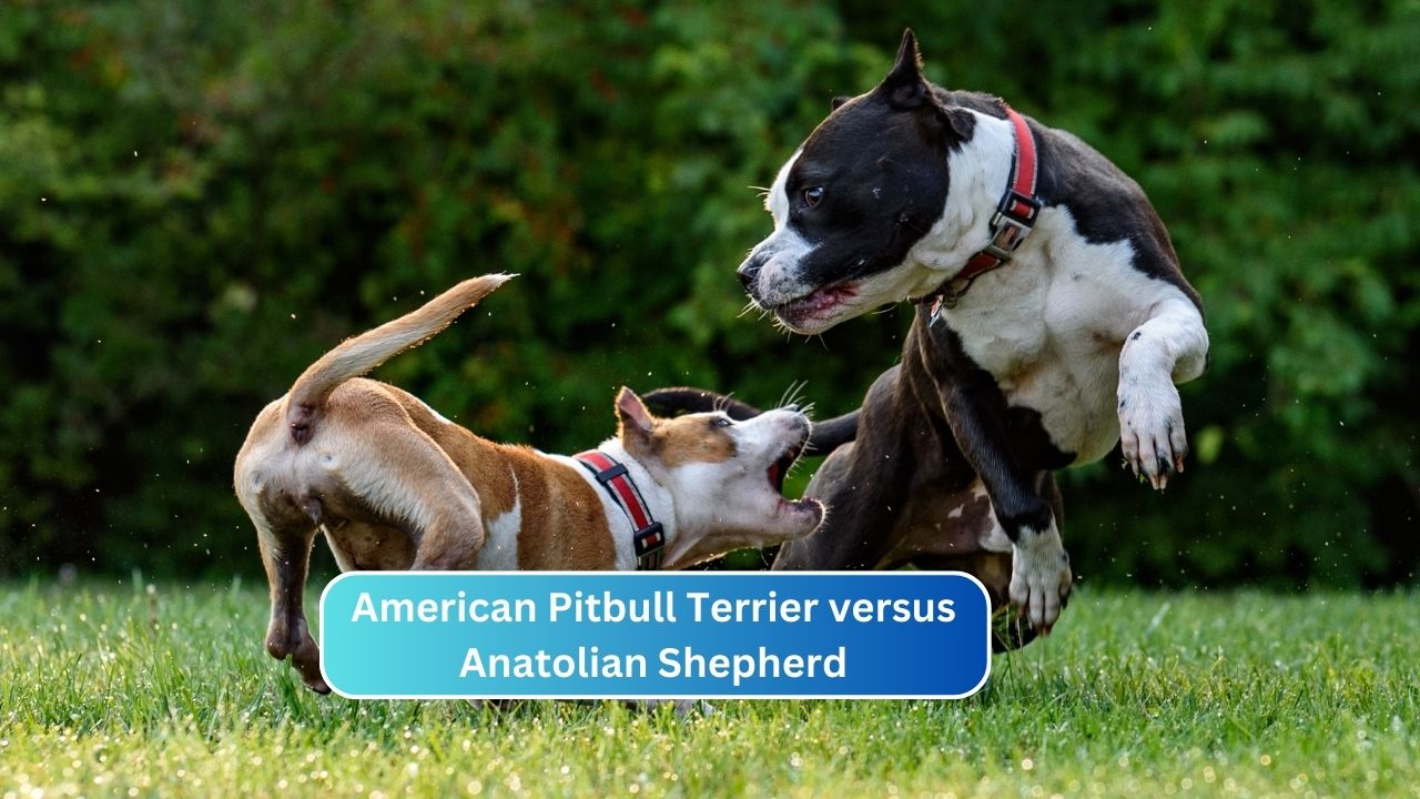 American Pitbull Terrier versus Anatolian Shepherd