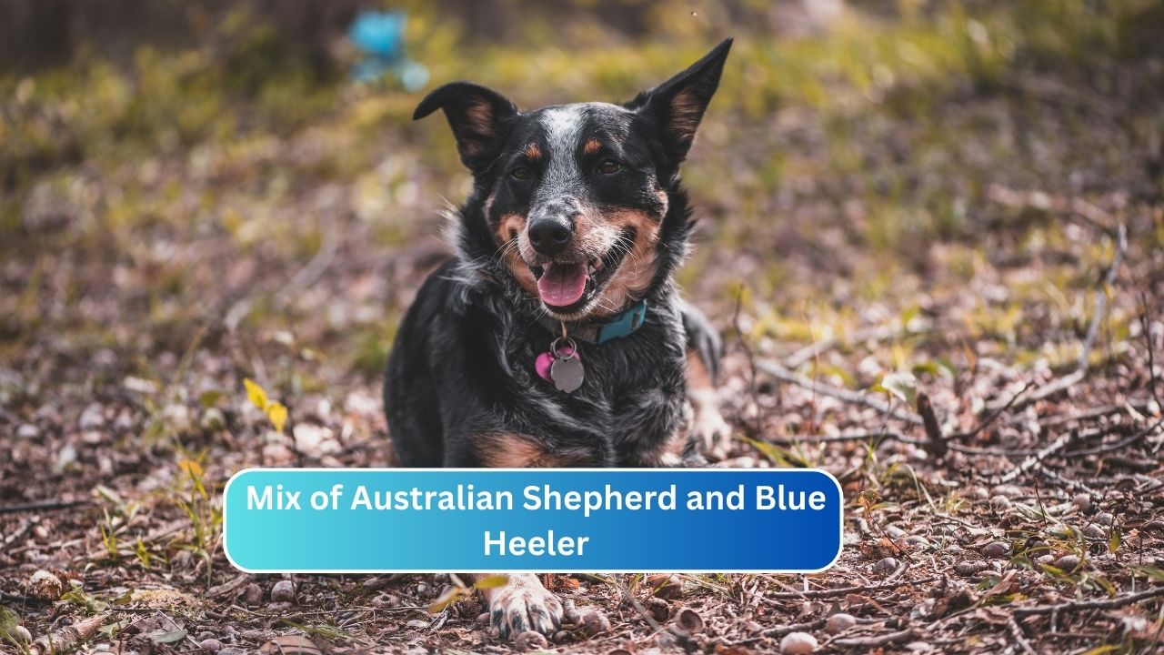Mix of Australian Shepherd and Blue Heeler