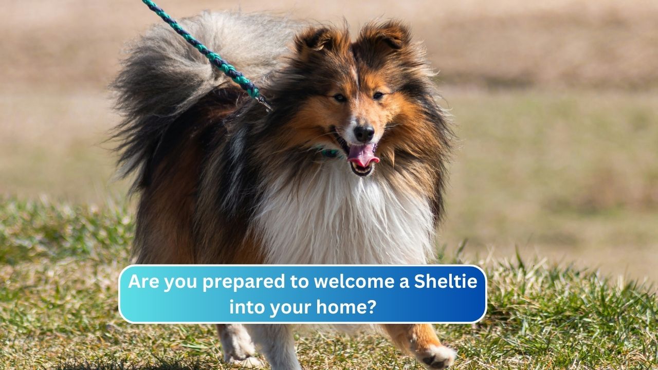 Are you prepared to welcome a Sheltie into your home?