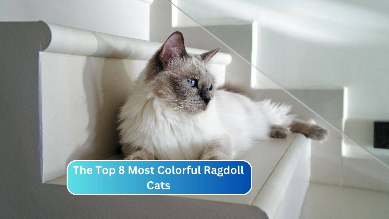The Top 8 Most Colorful Ragdoll Cats