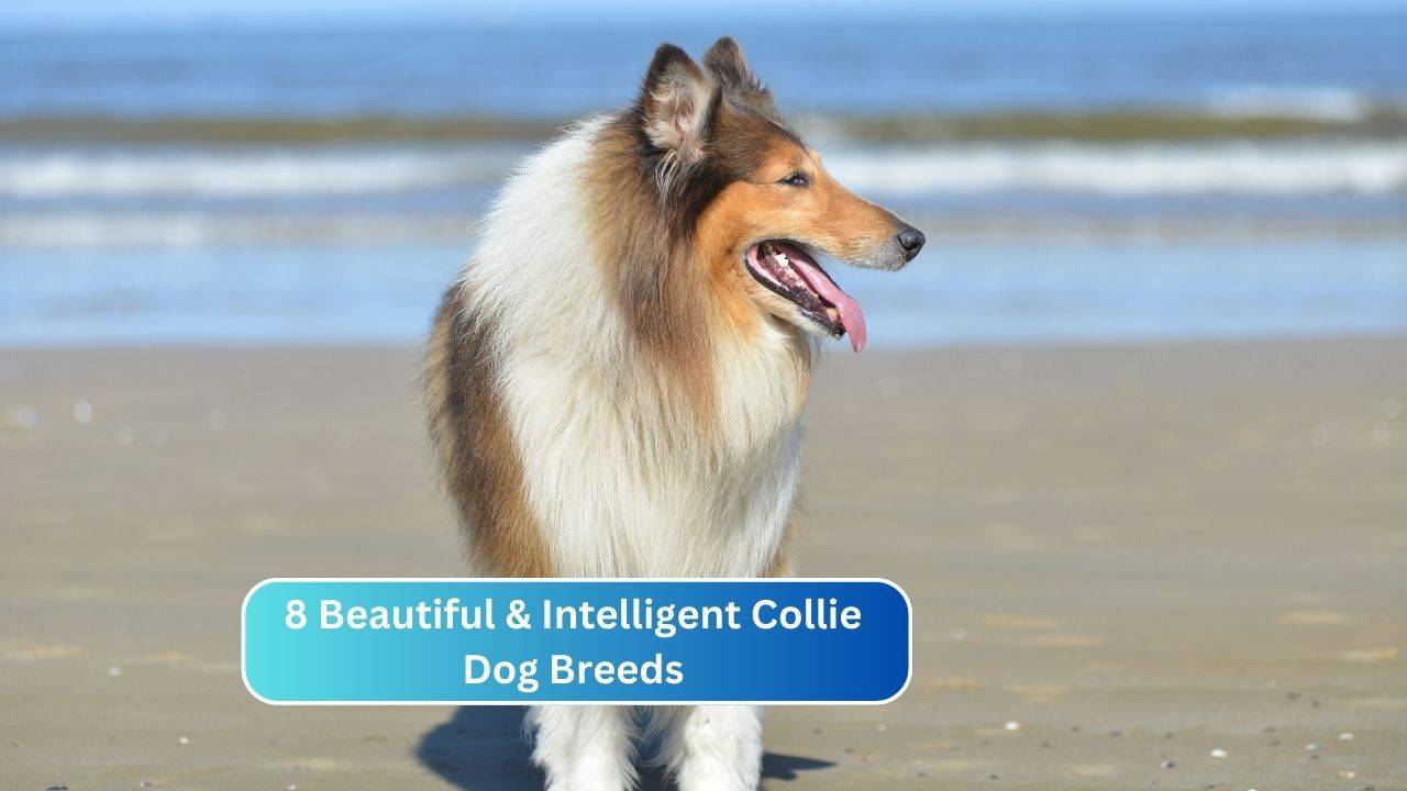 8 Beautiful & Intelligent Collie Dog Breeds