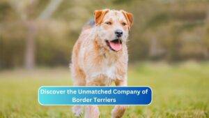 Discover the Unmatched Company of Border Terriers