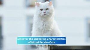Discover the Endearing Characteristics of Mixed Persian Cats