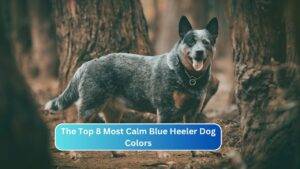 The Top 8 Most Calm Blue Heeler Dog Colors
