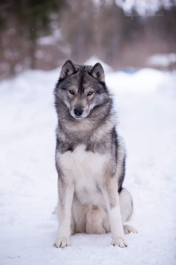 10 Mixed Dog Breeds of All Different Sizes