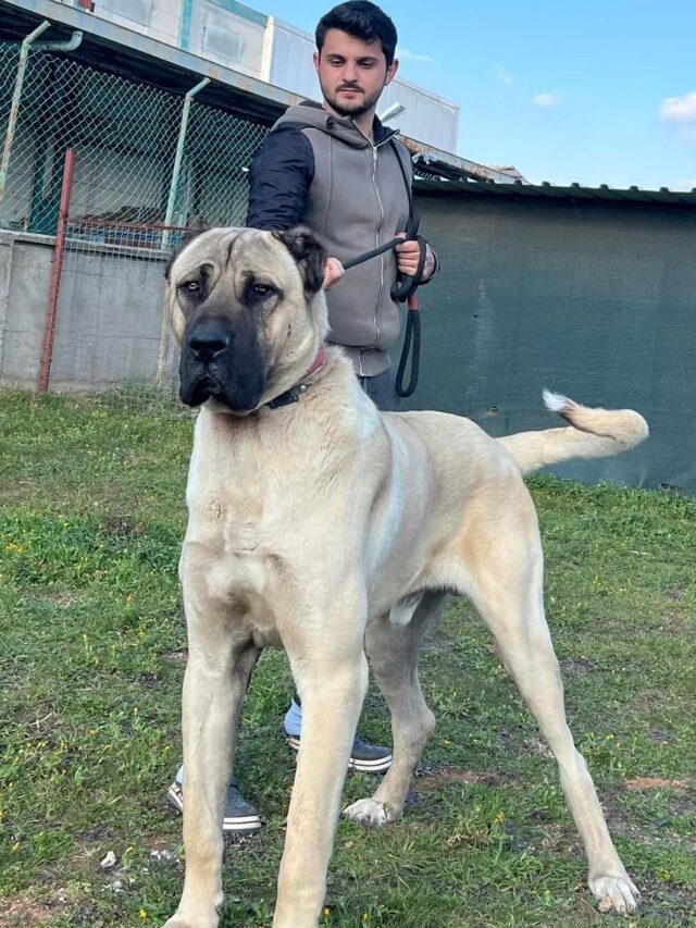 Anatolian Shepherd