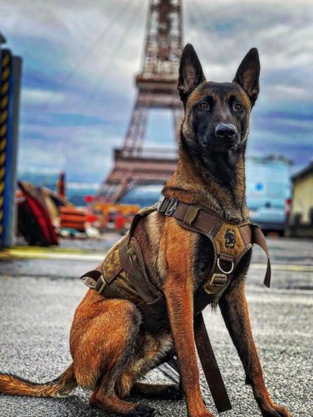 Belgian Malinoiss