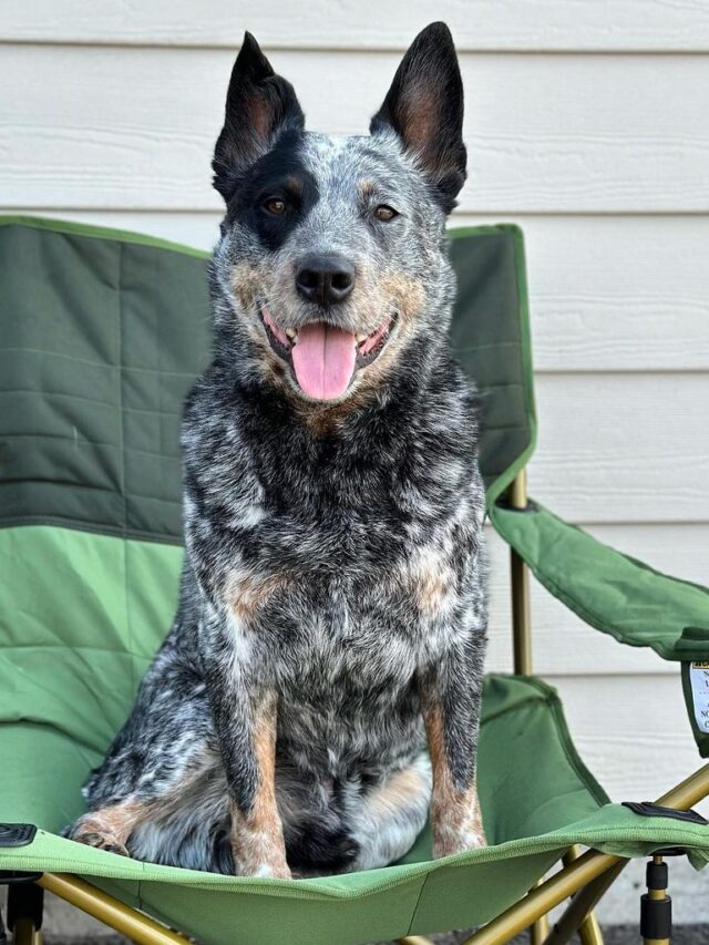 Blue Heeler