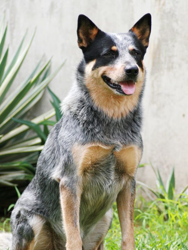 Blue Heelers