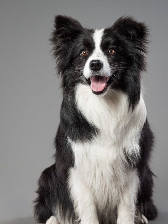 Border Collies