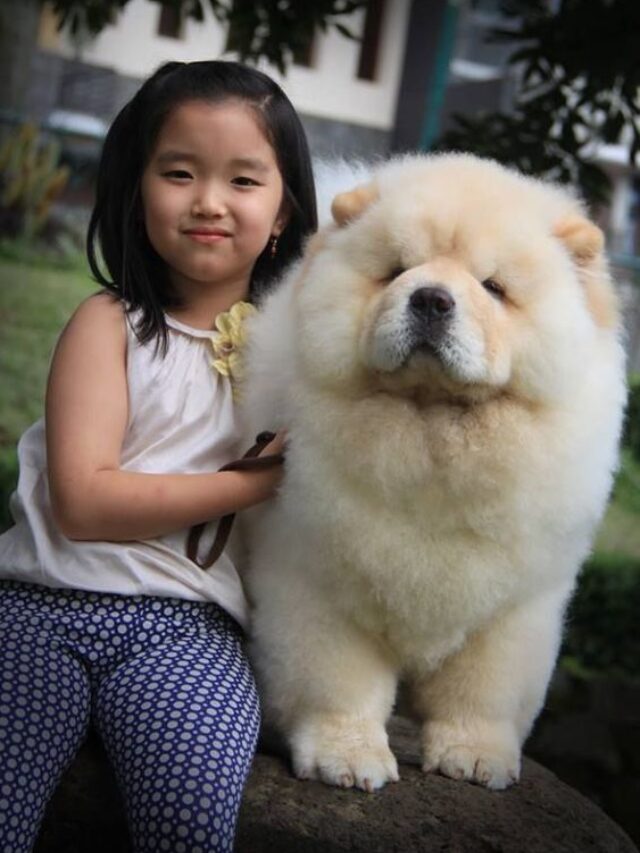 Chow Chows