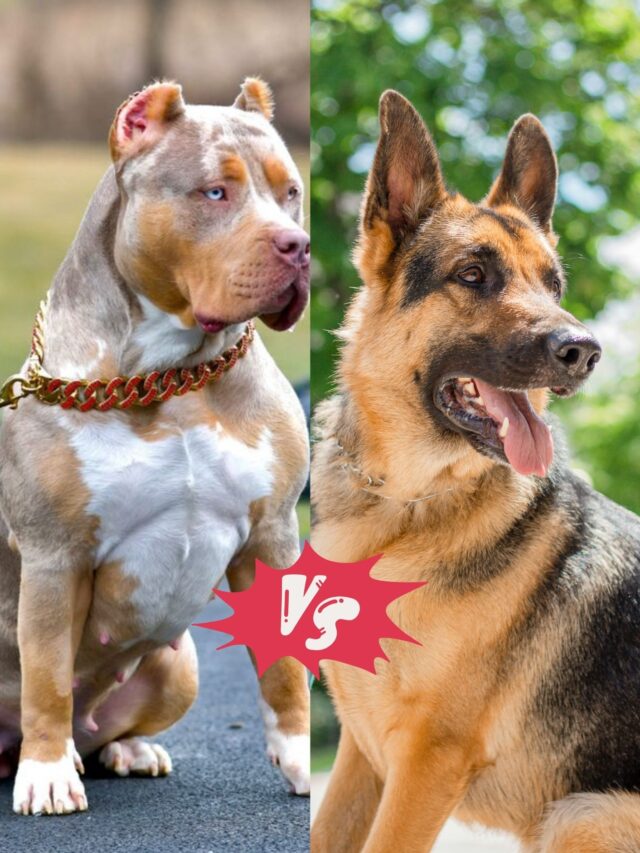 German Shepherd vs Pitbull Intelligence