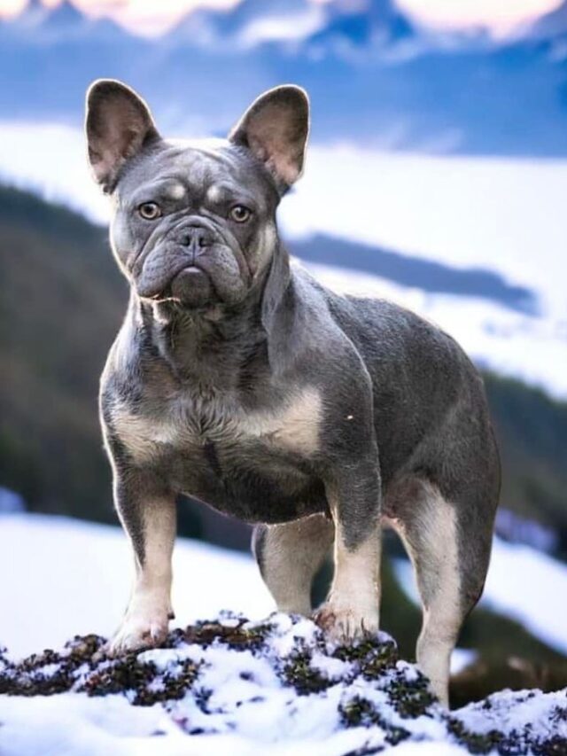 French Bulldog