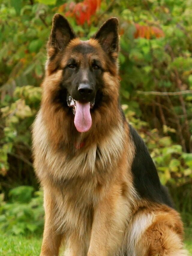 German Shepherd