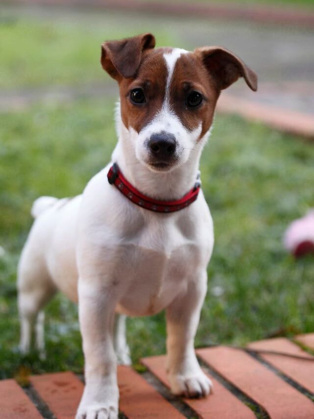 Jack Russell Terriers