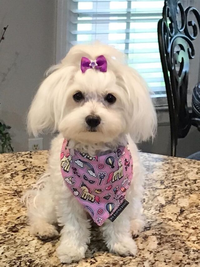 Maltese