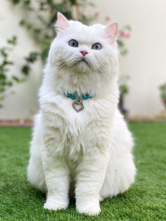 Persians Cat