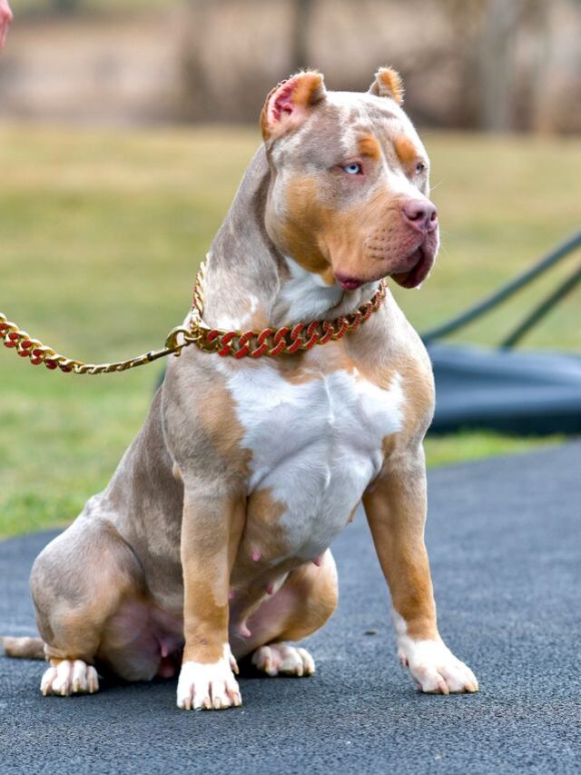 Pit Bull