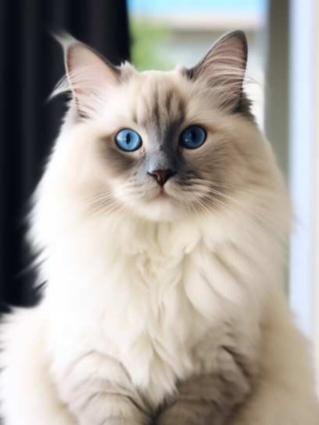 Ragdoll