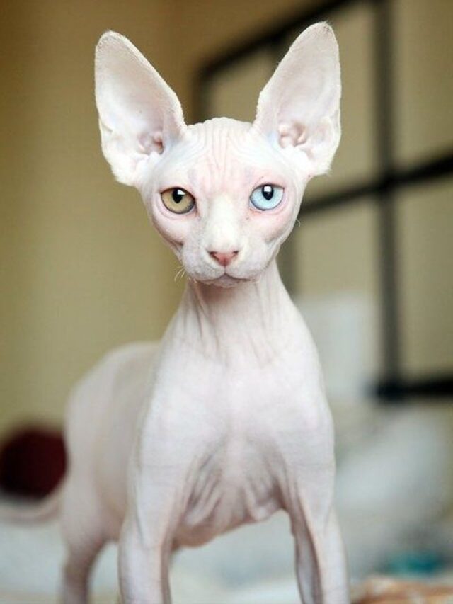 Sphynx