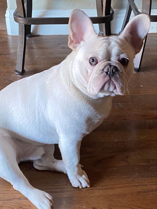 8 Rarest Colors french bulldog