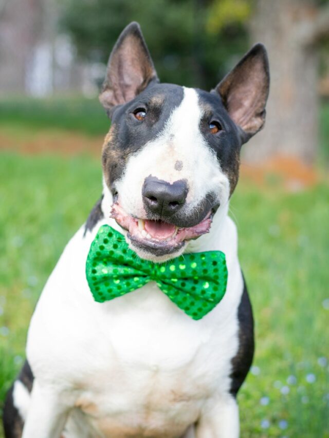 Bull Terrier