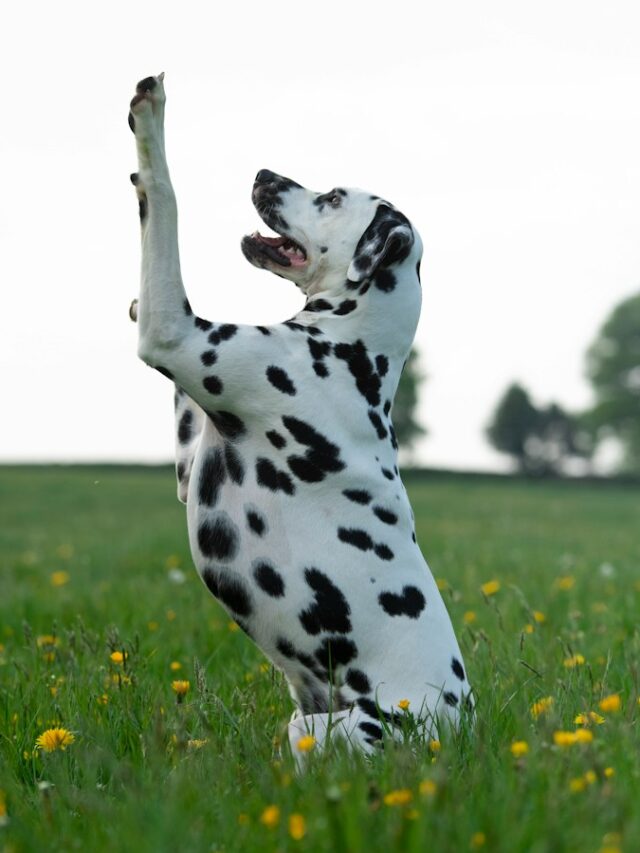 Dalmatian