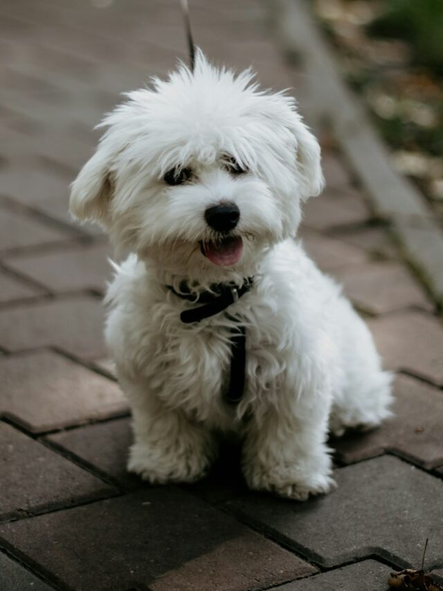 Bichon Frise