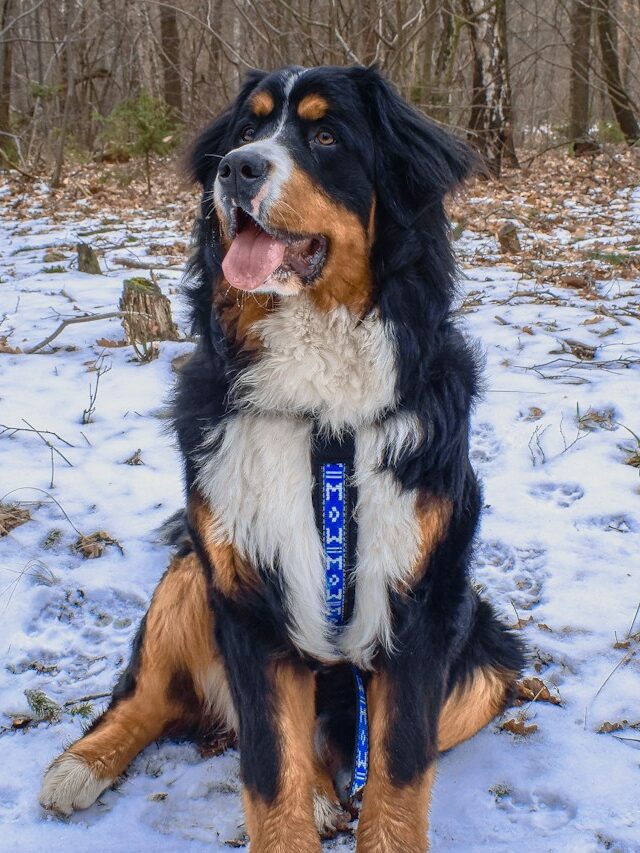 Bernese Mountain