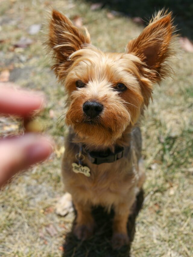 Border Terriers