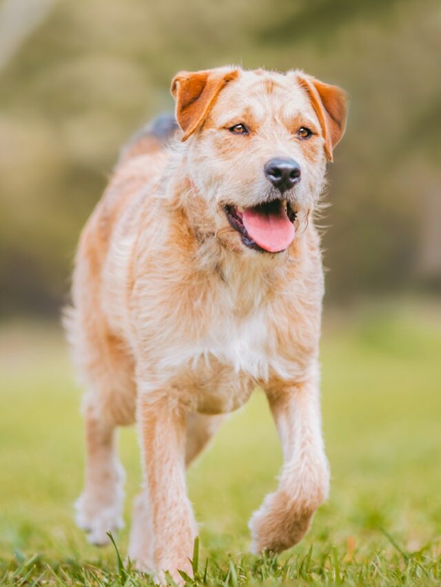 Border Terrier