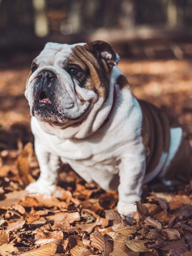 Bulldog