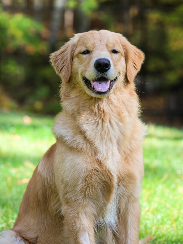 Golden Retriever